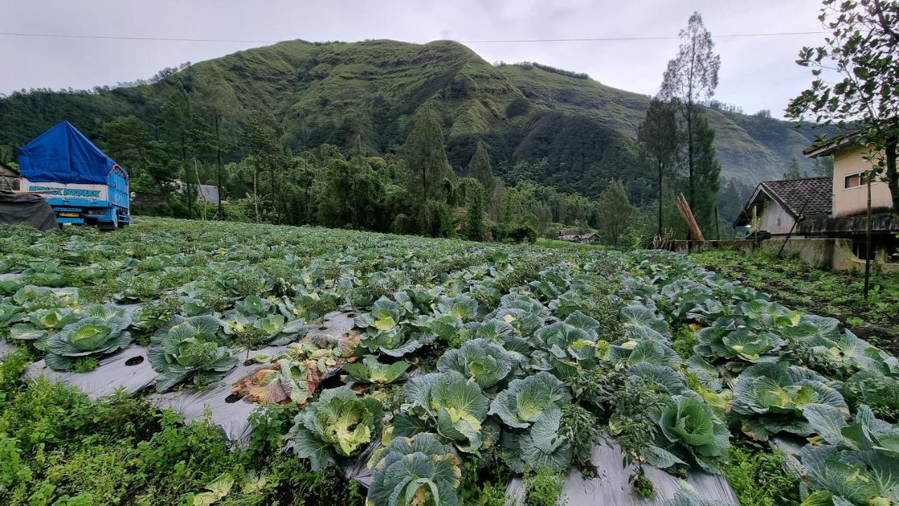 Arum Bromo Villas Ngadisari Ngoại thất bức ảnh